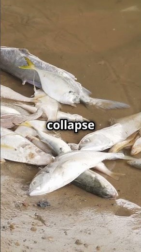 What's the Real Reason Behind Blobfish Looking So Ugly