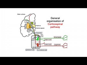 Descending pathways - corticospinal tract