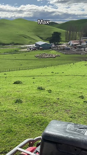 #huntawaydog #huntaway #dogs #farming #farmlife