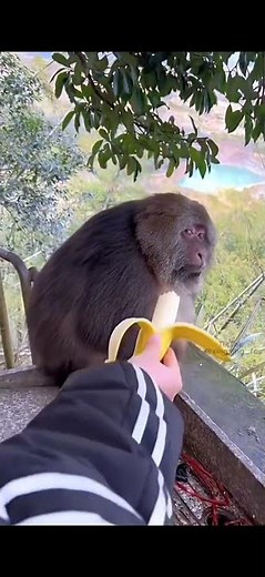 Der Blick des Affen auf die Banane: Unwiderstehlich Lustig! 🐒🍌