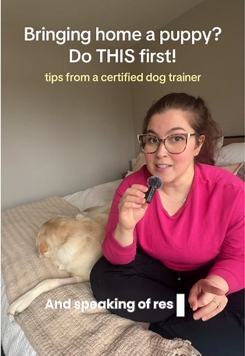 New Puppy Training: Foundations for a Well-Behaved Dog