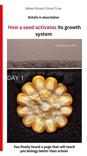 🌽 How a seed activates its growth system 🌱 | MDCT