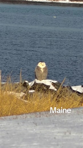 Snowy Owl Sighting on the Maine Coast