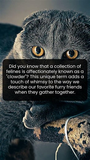 Explore the delightful word that perfectly describes a clowder of cats in action