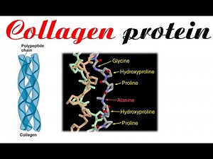 Collagen protein