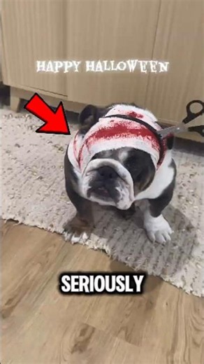 Scariest Halloween Dogs Ever Seen ‼️😱 #Halloween #Dogs