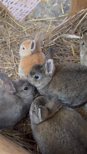 #rex #rabbits | Show Me Bunnies And More | Facebook