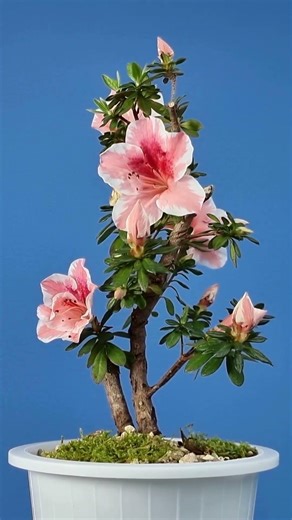 Azalea Bonsai in Bloom 🌺 | A Serene Floral Moment | Beautiful Flowers