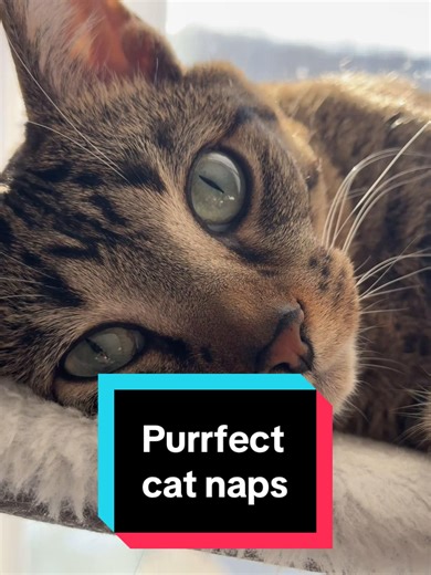 “Sunday’s are purrfect for extra cat naps 😻” - Coffee #catsoftiktok #fyp #cute #cat #coffee