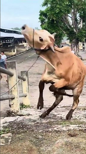 Male & Female Cows Jumping on the Farm | Amazing Farm Moment 🐄