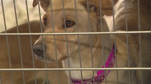 Free adult dog adoptions at AAWL