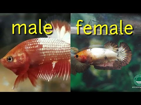 4 How To Distinguish Between Male and Female Betta Fish ( VERY EASY )