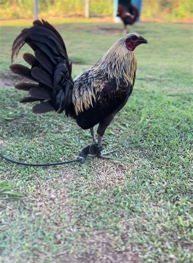 Discover Guam's Unique Gamefowl Culture