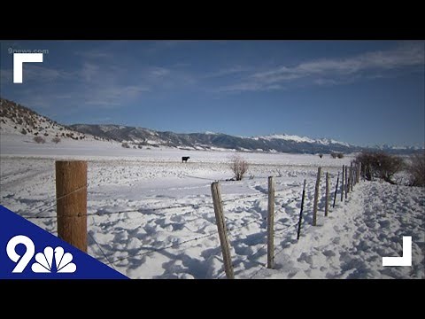 Livestock and dog killed in wolf attacks in Jackson County