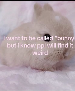 Cute Bunny Pet Names & Ideas