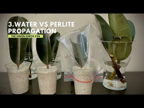 #94 Rubber Plant (Ficus Elastica) Propagation from Cuttings | Indoor Plants | Part 3