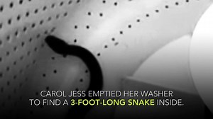 111K views · 885 reactions | One New Jerseyan found an unwelcome...