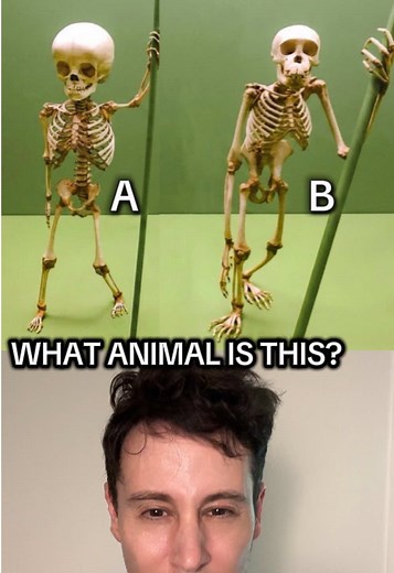 What Animal Is B? Comparing Human and Chimpanzee Skeletons