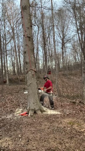 Spewing PULP during NOTCH cut #treecutting #chainsaw
