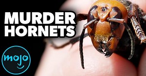 Top 10 Creepiest Mysteries of 2020 | Videos on WatchMojo.com