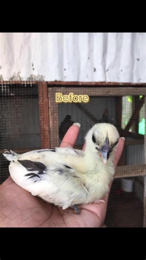 Pit Vipers Peruvian (@pit.vipers.peruvi)’s videos with original sound - 𝖏𝖚𝖑𝖘