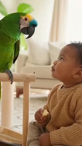 9.5K reactions · 218 shares | Parrot jokes are the best 藍 #talkingparrot #parrotcomedy #funnyparrot #parrot #viralreelsPapagai #FunnyAnimals #BabyAndPets #ViralShort #TalkingParrot #ComedyVideo #CuteMoments #unitedstates #usatoday #american #cutebaby❤️ #CuteMoments | Green Bird Videos | Facebook