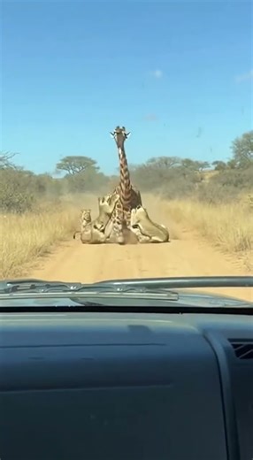 Terrifying Hippo Attack on Safari Vehicle Tourist Grabbed from Truck #cat #wildlife #trending