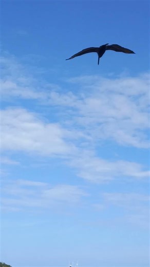 Big Bird swoops and lands, please subscribe.