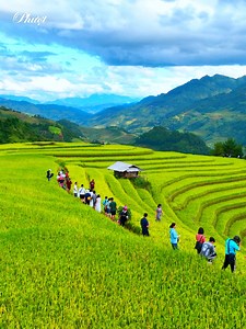 Ruộng bậc thang Mù Cang Chải , Yên Bái 🌾🌾 | Phượt