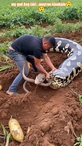 #chill #feeling #itsAmaxing big python | Mary Joy Fuentes