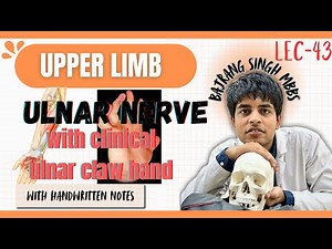 Ulnar nerve anatomy course and clinical 3d ll ulnar claw hand ulnar paradox upper limb anatomy