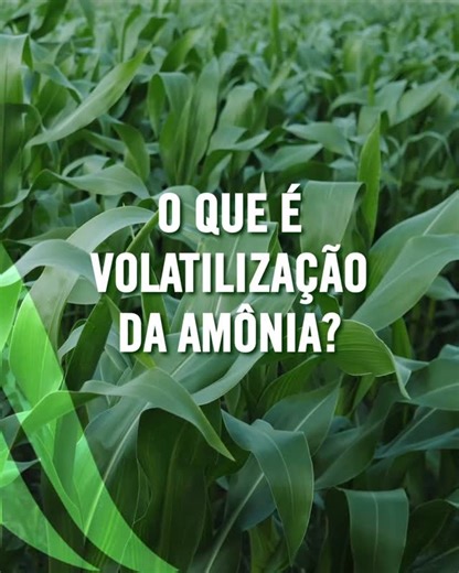 SuperN Pro on Instagram: "O que é volatilização de amônia? A volatilização da amônia ocorre em certas condições durante o processo de quebra das moléculas de ureia pela enzima urease. Nesse processo, parte do N pode ser transformado em amônia gasosa, que escapa para a atmosfera.Existem vários fatores que aceleram as perdas por volatilização: umidade do solo, altas temperaturas, pH do solo, vento, alto teor de resíduos agrícolas, entre outros. SuperN®PRO possui dois ingredientes ativos – Duromide