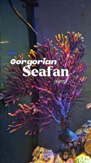 NPS Gorgonian Coral Showcase 🔥 | Rare Deep-Water Reef Beauty #Gorgonian #Coral #nps #aquarium #reef