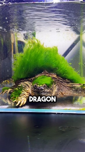 How Keepers Make a Real Life Water Dragon 🙂‍↕️ #craft #satisfying #culture