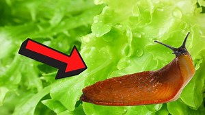 6 Proven Slug Control Methods
