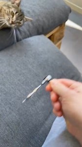 A person was playing with a ratchet while a cat was lying next to them. When the person started spinning the ratchet, it made a crackling sound that frightened the cat and made them react hilariously. | Jukin Copyright Management