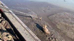 5.7K views · 104 reactions | When the tide falls, we still stand. #ProDriveOutboards #FPR #SurfaceDrive #MudMotor | Pro-Drive Outboards | Facebook