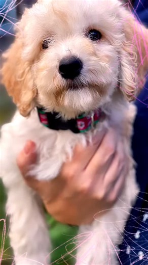 Unsere Cockapoo und Havapoo Welpen . Traumhaft schöne Welpen und der beste Freund der Familie , Kumpel, Spielgefährte, Seelentröster, Sportsfreund, Bürohund, Praxishund , Therapiehund und bester Freund #buntepfotenvilla #doodlezucht #familienhund #doodle #tollehunde #traumhund #cockapoo #familienhunde #havapoo #doubledoodle | Aurelia Franke-Hornung