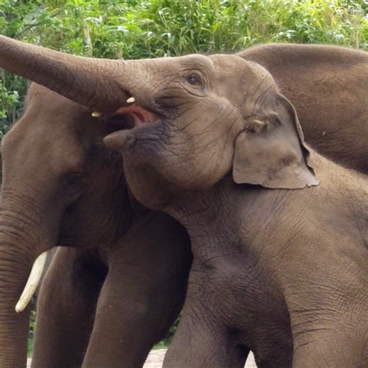 Have you seen our HUGE new ad on the TV or in cinemas? 🎥 To celebrate, we want YOU to share your endless adventures with us! So, post the last photo in your camera reel from the zoo... no cheating!👇 | Chester Zoo