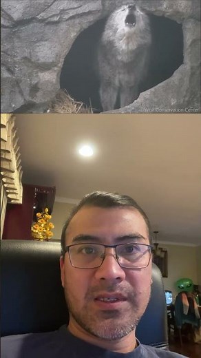 The Wolf howls from Cave #wolfhows#animals#nature #wildlife #duet #wildlifeentertainment