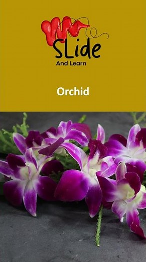 National Flower of Venezuela 🌺 | The Orchid “Flor de Mayo”