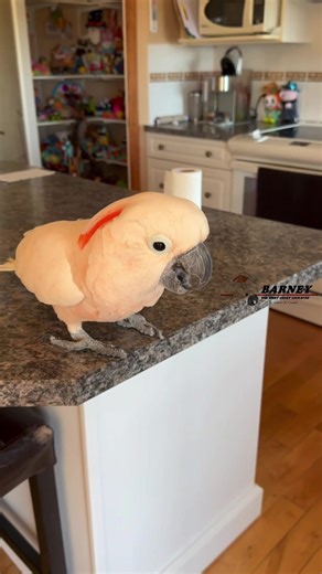 Barney the West Coast Cockatoo's Funny Moments
