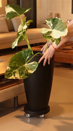 VASAP DESIGN on Instagram: "Mover vasos grandes nunca foi tão fácil! Com os novos suportes rodízios você ganha: ✔️ Mobilidade em qualquer ambiente ✔️ Rodinhas de silicone que não riscam o piso ✔️ Ideais para o vasos médios e grandes ✔️ Feitos de plástico 100% reciclado Praticidade e liberdade para cuidar da sua casa e das suas plantas."