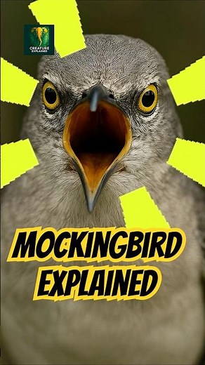 Watch This Bird Serenade All Night to Win a Girlfriend!