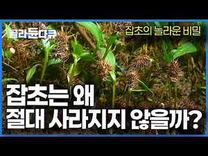 Why Weeds Never Die: Nature’s Most Resilient Survivors Revealed #PICKDOCU