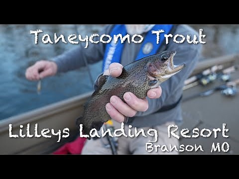 Ozarks Trout From Lilleys Landing Resort