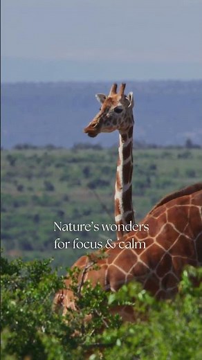 Giraffe Grace in the Savannah | Nature’s Wonders for Focus & Calm #Shorts