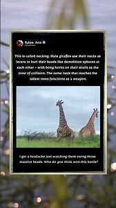 Why Giraffes Use Their Necks As WRECKING BALLS! 🦒💥 #Nature #coolfacts #wildlife