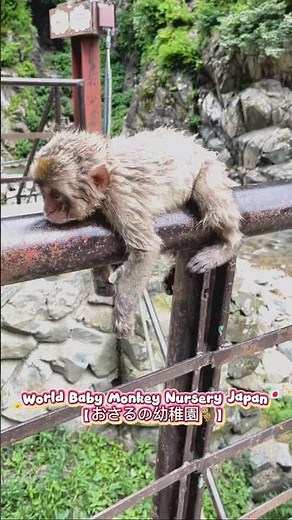 SUMMER SPA IN JAPAN？！Jigokudani Monkey Park🐒🇯🇵【実は夏のスノーモンキーは泳ぐ!!】#snowmonkey #japan #travel