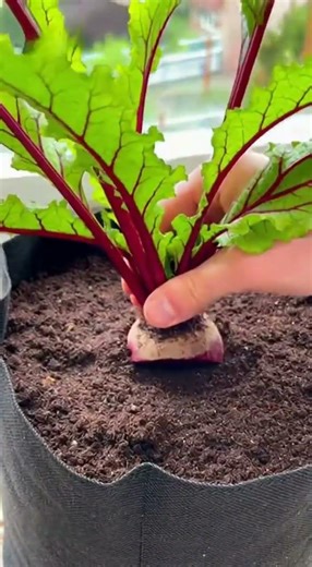 Ce qui se passe quand on plante des betteraves à la maison